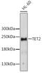 Tet Methylcytosine Dioxygenase 2 antibody, 16-519, ProSci, Western Blot image 