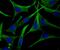 Apolipoprotein A2 antibody, NBP2-75410, Novus Biologicals, Immunofluorescence image 