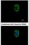 Interleukin-1 family member 7 antibody, PA5-30527, Invitrogen Antibodies, Immunofluorescence image 