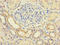 Lymphocyte Antigen 96 antibody, A59694-100, Epigentek, Immunohistochemistry paraffin image 