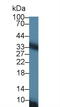 Solute Carrier Family 25 Member 20 antibody, abx131589, Abbexa, Western Blot image 