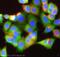 ATP Citrate Lyase antibody, ab40793, Abcam, Immunofluorescence image 