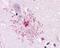 Apelin Receptor antibody, NLS63, Novus Biologicals, Immunohistochemistry paraffin image 
