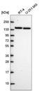 Protein Phosphatase 1 Regulatory Subunit 12A antibody, NBP2-68929, Novus Biologicals, Western Blot image 