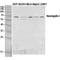 Sphingosine-1-Phosphate Receptor 5 antibody, LS-C387089, Lifespan Biosciences, Western Blot image 