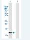 LSM2 Homolog, U6 Small Nuclear RNA And MRNA Degradation Associated antibody, H00057819-B01P-50ug, Novus Biologicals, Western Blot image 