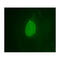 Emerin antibody, IQ324, Immuquest, Immunofluorescence image 