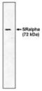 SRP Receptor Subunit Alpha antibody, NBP2-66583, Novus Biologicals, Western Blot image 