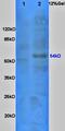 Solute Carrier Family 2 Member 2 antibody, orb10726, Biorbyt, Western Blot image 