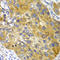 Adenylate Kinase 1 antibody, A01645, Boster Biological Technology, Immunohistochemistry frozen image 