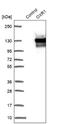 Oxidation Resistance 1 antibody, NBP1-86391, Novus Biologicals, Western Blot image 
