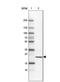 Transmembrane Protein 126B antibody, NBP1-83158, Novus Biologicals, Western Blot image 