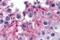 Karyopherin Subunit Alpha 6 antibody, MBS150876, MyBioSource, Immunohistochemistry frozen image 
