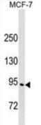 Engulfment And Cell Motility 3 antibody, abx029753, Abbexa, Western Blot image 