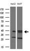 Fos Proto-Oncogene, AP-1 Transcription Factor Subunit antibody, LS-C340118, Lifespan Biosciences, Western Blot image 