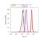 SMAD Family Member 4 antibody, 701682, Invitrogen Antibodies, Flow Cytometry image 