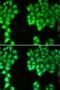 Dynein Light Chain LC8-Type 1 antibody, orb136711, Biorbyt, Immunocytochemistry image 