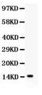 Interleukin 15 antibody, LS-C357411, Lifespan Biosciences, Western Blot image 