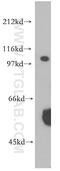 Exportin 7 antibody, 12980-1-AP, Proteintech Group, Western Blot image 
