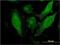 Scavenger Receptor Cysteine Rich Family Member With 4 Domains antibody, H00136853-M01, Novus Biologicals, Immunofluorescence image 