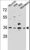 RIC3 Acetylcholine Receptor Chaperone antibody, LS-C162602, Lifespan Biosciences, Western Blot image 