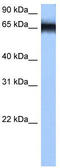 Heterogeneous Nuclear Ribonucleoprotein M antibody, TA345941, Origene, Western Blot image 