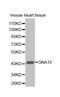 G Protein Subunit Alpha 15 antibody, MBS126354, MyBioSource, Western Blot image 