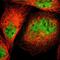 Calpain Small Subunit 1 antibody, NBP1-90329, Novus Biologicals, Immunofluorescence image 