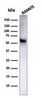 CD86 antibody, GTX02615, GeneTex, Western Blot image 