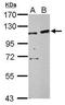 Jade Family PHD Finger 3 antibody, PA5-28533, Invitrogen Antibodies, Western Blot image 