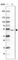 Gamma-Aminobutyric Acid Type A Receptor Alpha1 Subunit antibody, HPA055746, Atlas Antibodies, Western Blot image 