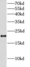 Bcl-2-like protein 10 antibody, FNab00844, FineTest, Western Blot image 