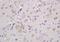 Leucine Rich Repeat Transmembrane Neuronal 4 antibody, orb157831, Biorbyt, Immunohistochemistry paraffin image 