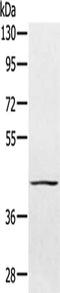 Protein Tyrosine Phosphatase Non-Receptor Type 7 antibody, CSB-PA211886, Cusabio, Western Blot image 