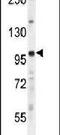 Unk Zinc Finger antibody, PA5-24557, Invitrogen Antibodies, Western Blot image 