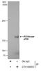 Phosphoinositide-3-Kinase Regulatory Subunit 4 antibody, GTX108953, GeneTex, Immunoprecipitation image 