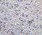 FOXP3 antibody, GTX31517, GeneTex, Immunohistochemistry paraffin image 