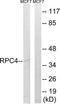 RNA Polymerase III Subunit D antibody, TA313513, Origene, Western Blot image 