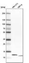 ATP Synthase Membrane Subunit E antibody, PA5-57112, Invitrogen Antibodies, Western Blot image 
