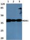 Malate Dehydrogenase 1 antibody, A04262, Boster Biological Technology, Western Blot image 