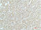 Actinin Alpha 1 antibody, M02635, Boster Biological Technology, Immunohistochemistry frozen image 