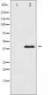 Jun Proto-Oncogene, AP-1 Transcription Factor Subunit antibody, abx012207, Abbexa, Western Blot image 