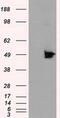 MTOR Associated Protein, Eak-7 Homolog antibody, MA5-25060, Invitrogen Antibodies, Western Blot image 