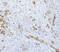 Sequestosome 1 antibody, PB9444, Boster Biological Technology, Immunohistochemistry frozen image 