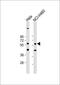 Cytokine Receptor Like Factor 3 antibody, GTX53500, GeneTex, Western Blot image 