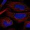 Phosphatase, Orphan 2 antibody, NBP1-81168, Novus Biologicals, Immunofluorescence image 