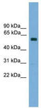 Zinc Finger Protein 394 antibody, TA329922, Origene, Western Blot image 