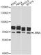 Lamin A/C antibody, abx125051, Abbexa, Western Blot image 