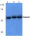 PBX/Knotted 1 Homeobox 2 antibody, PA5-36213, Invitrogen Antibodies, Western Blot image 