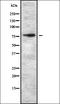 Zinc Finger Protein 750 antibody, orb335209, Biorbyt, Western Blot image 